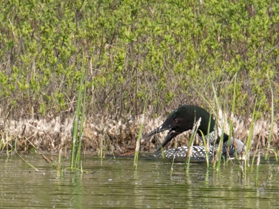 and transport it to the nest location on their backs.